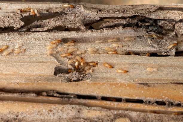 Pest Control for Restaurants in Catalina, AZ