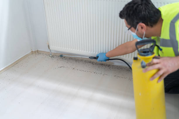 Best Affordable Pest Control Services  in Catalina, AZ